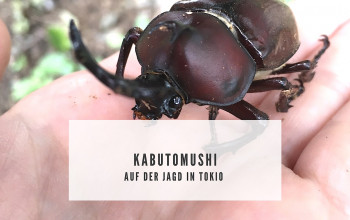 Nashornkäfer – Kabutomushi – in Japan